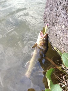 小さめのブルック