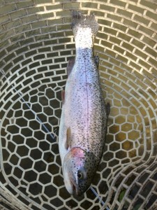 開成水辺フォレストスプリングスの大きなニジマス