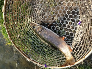 開成フォレストスプリングスのブルックトラウト