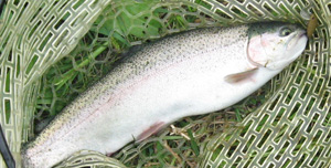 管理釣り場のイメージ