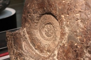 IMG_4987 アンモナイト