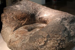 IMG_4988 アンモナイト2