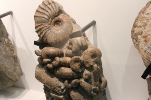 アンモナイト3 アンモナイト3