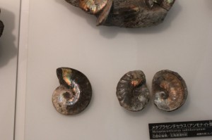 IMG_4991 綺麗なアンモナイト