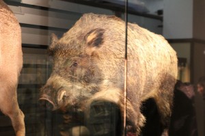 IMG_4992 私の干支猪