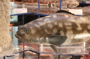 IMG_4994 リアルな模型