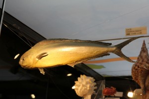 IMG_4997 シイラの模型