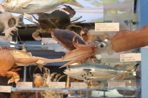 IMG_4998 アオリイカがアジをキャッチ