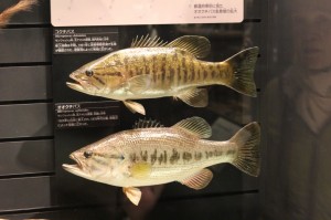 IMG_5007 ブラックバスもある