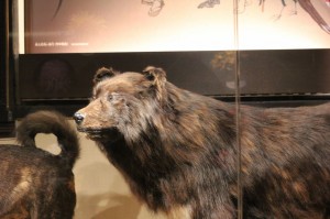 IMG_5010 タロかジロ