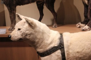 IMG_5011 ハチの剥製