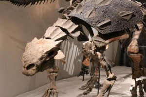 IMG_5021 恐竜の骨格