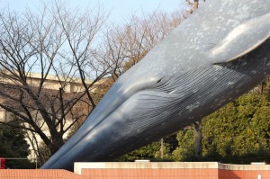 IMG_5024 シロナガスクジラ