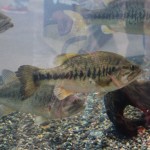 水槽を泳ぐブラックバス