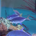 水槽を泳ぐアジ