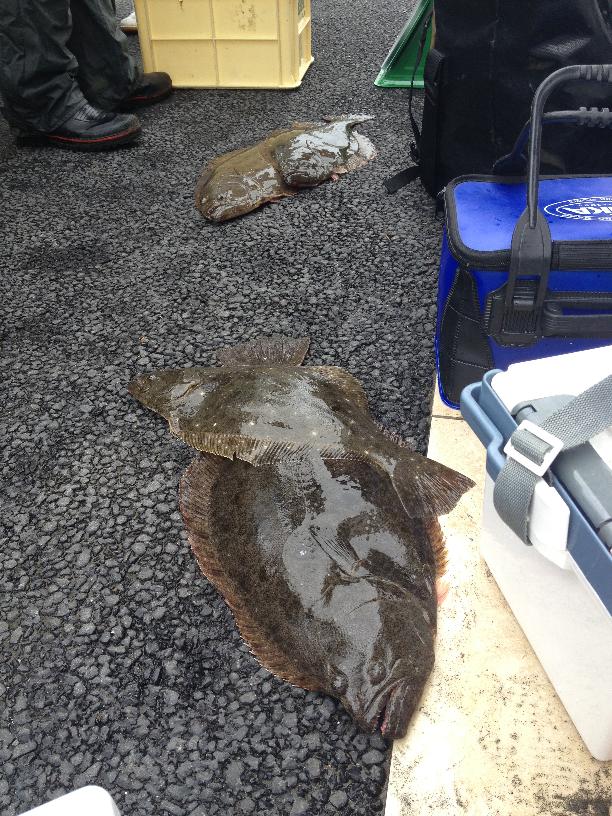 ヒラメたち画像