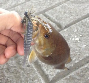 スモールサイズなスモールマウスバス