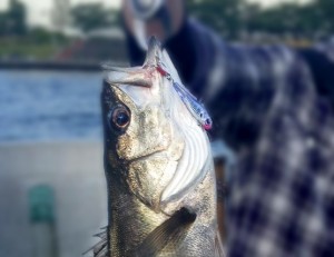 隅田川のシーバス 隅田川のシーバス