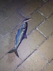 隅田川で釣れたコノシロ写真