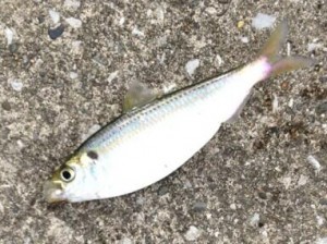 サッパは釣れた