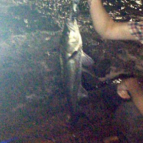 若洲でつれたまあまぁシーバス