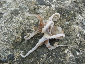 オクトパッシングイメージ