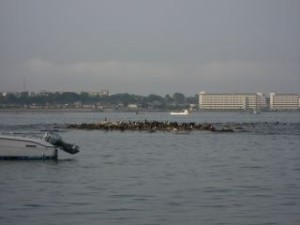 ウミウ？いっぱい鳥がいたよ