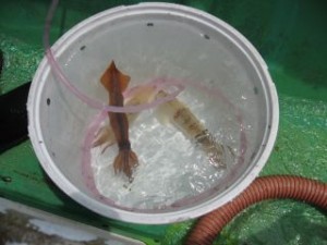 実は全部隣の人の釣果や