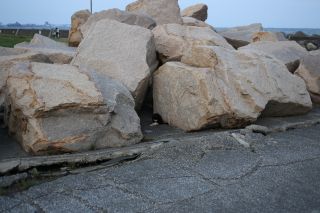 若洲には猫もいっぱいいる