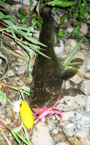 小さめのナマズの写真