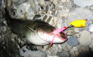 トップでナマズゲーム写真