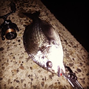 ナイスサイズのキビレ