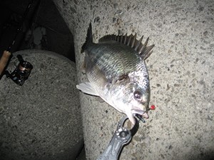 関西のつりでのチヌ