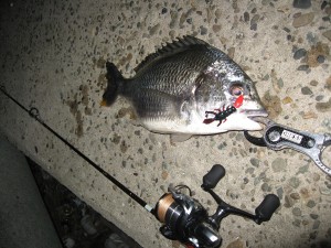 まぁまぁサイズのキビレ