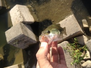 豆バス大量ゲット