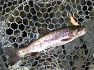 つぶあんでゲットしたニジマス