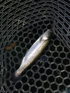 としまえんで釣ったニジマス