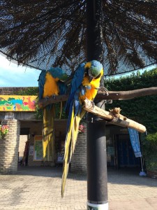 バイオパークのオウム