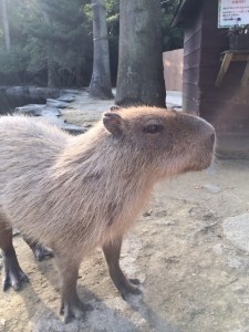 カピバラ