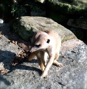 ミーアキャット