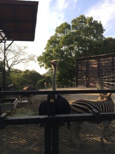 ダチョウとシマウマ