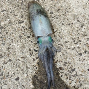 トンカツ級のアオリイカ