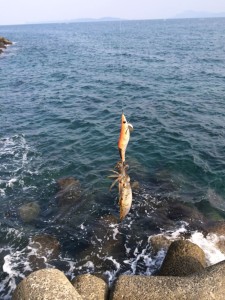 最小サイズのアオリイカ