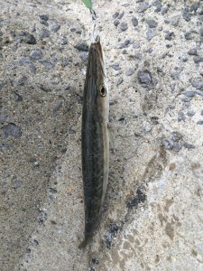 釣れまくるカマス