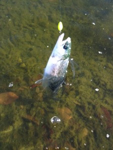 王禅寺のコーホー