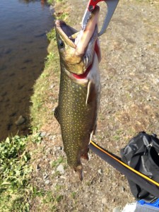 ブルックトラウト