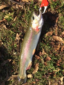 ニジマスの画像