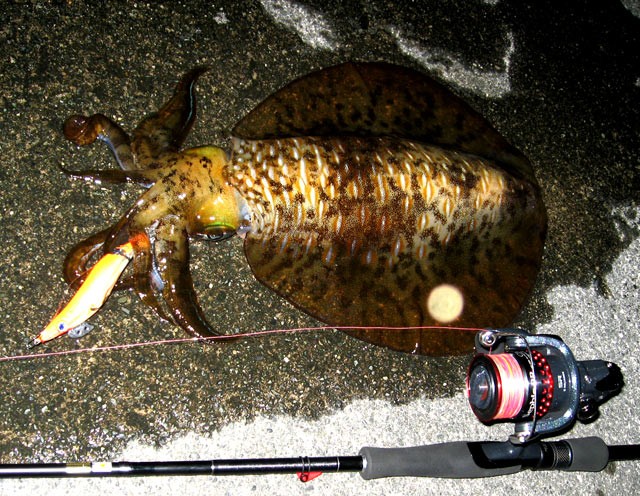 エギングイメージ