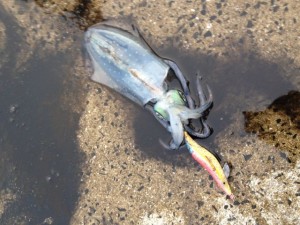 新子を狙うテクニック