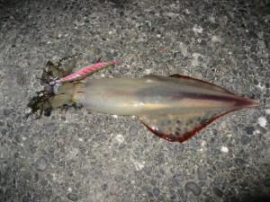 エギで釣れたヤリイカ